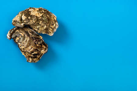 Fresh oysters with gold decoration on blue backgroundの写真素材