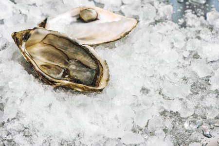 Fresh opened oyster on ice backgroundの写真素材
