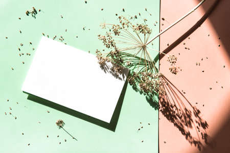 Floral flat lay wth dried plant and white paper card mockup. Hard sunlight shadowの写真素材