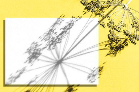 Floral template with blank paper mockup hard sunlight shadowの写真素材