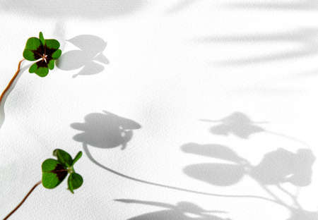Green clover leaves on white watercolor paper backgroundの写真素材