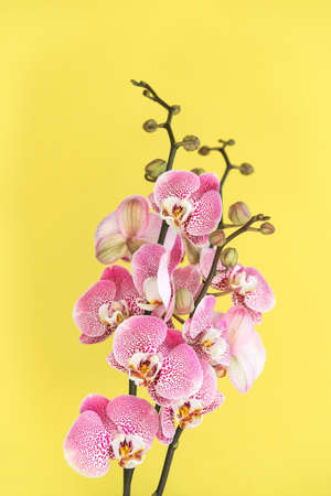 Pink orchid flowers bouquet on yellow backgroundの写真素材