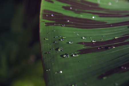 Green leaf with water drops in sun light. Nature background texture. Selective focus