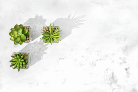 Floral flat lay with succulent plants on marble stone background