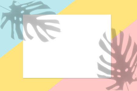 Exotic monstera leaf shadow on trendy colors backgroundの写真素材