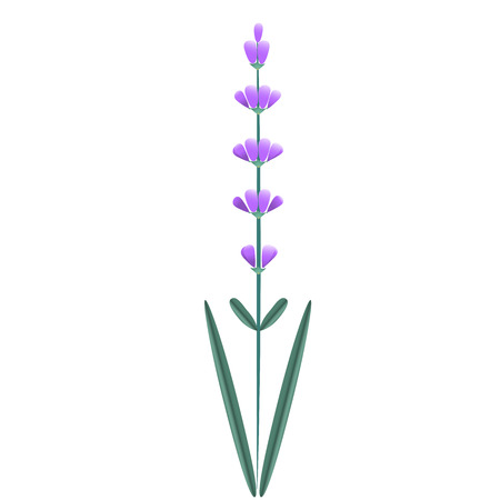Lavender flower isolated floral decoration on White background.のイラスト素材