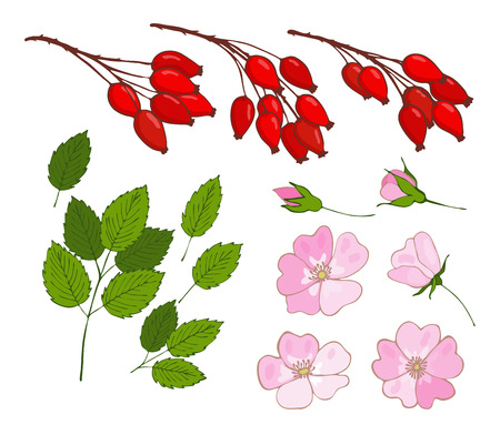 a set of dog-rose. set of isolated berries, flowers and leaves rosa canina. vectorのイラスト素材
