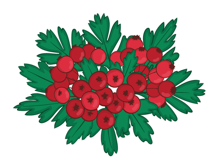 isolated bunch of hawthorn with ripe red berries.のイラスト素材