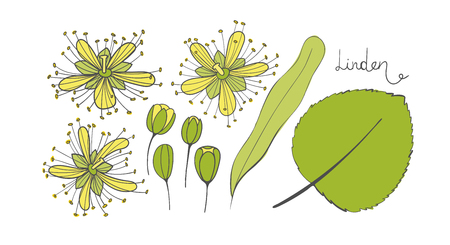 A set of linden. Isolated elements of the Tilia. Leaves, flowers and buds of basswood. limetree or lime treeのイラスト素材