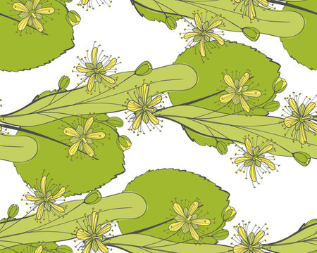 Seamless linden pattern. Ornament of a branch of a Tilia tree. Background of a basswood. Limetree or tree.のイラスト素材