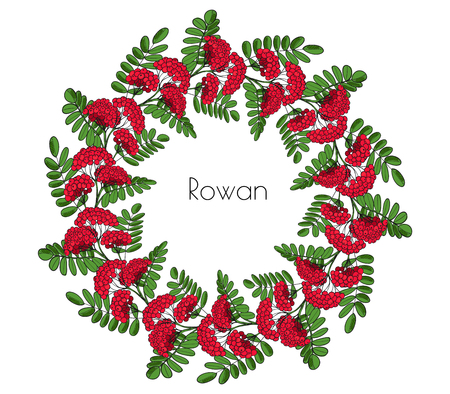Wreath red rowan tree. Ornament twig of rowanberry or ashberry. Vector decorative element circlet leaves and cluster of sorbus berry.のイラスト素材