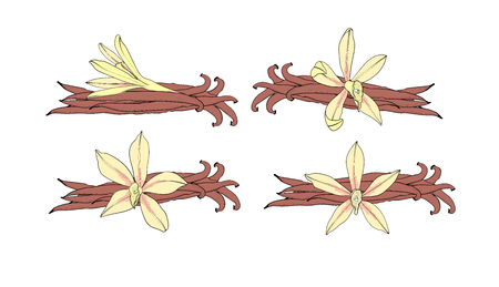 Vanilla flower and pod set. An isolated spice. Vanilla Flavoringのイラスト素材