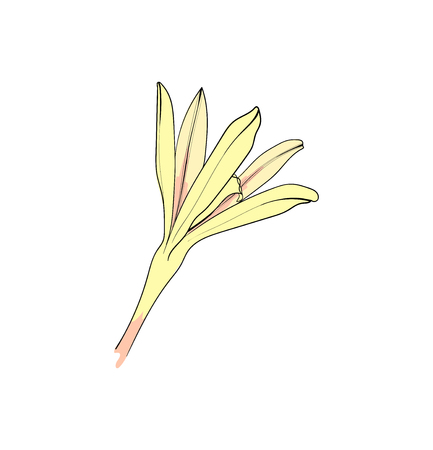 Vanilla aroma flower . An isolated spice. Vanilla Flavoringのイラスト素材