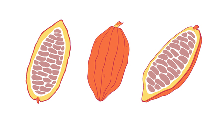 Cocoa fruit set. Chocolate cocoa beans. Vector Isolated illustration.のイラスト素材