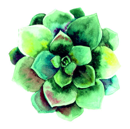 Hand painted green watercolor succulent plant. Isolated on white.の写真素材