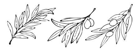 Set of three Olive tree branches in a vector style isolatedのイラスト素材