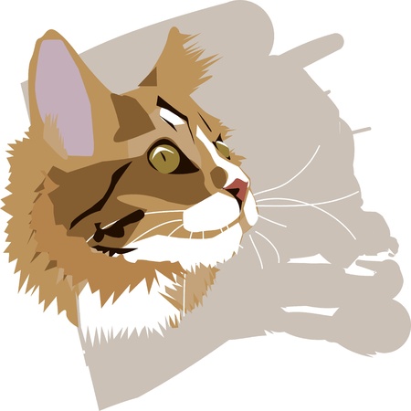 Cat head close-up のイラスト素材