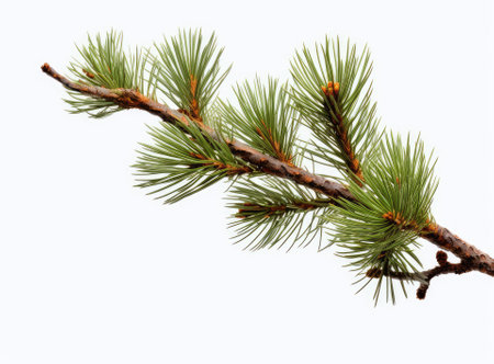 Top view of green fir tree spruce branch with needles isolated on white background Created with Generative AI technologyの素材