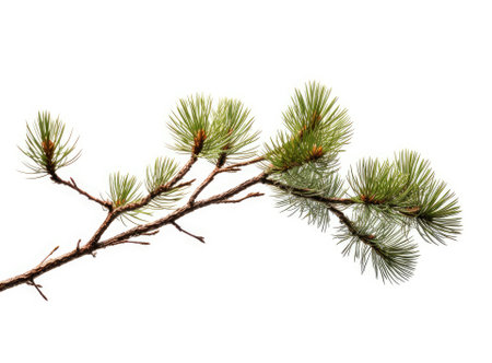 Top view of green fir tree spruce branch with needles isolated on white background Created with Generative AI technologyの素材