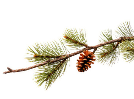 Top view of green fir tree spruce branch with needles isolated on white background Created with Generative AI technologyの素材