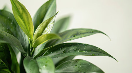 an aesthetic green plant with a close-up focus against a pristine white background, rendered in photorealistic detail for an ultra-realistic depictionの素材