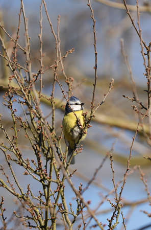 The Eurasian blue tit (Cyanistes caeruleus) perching in a tree on a sunny day.の写真素材