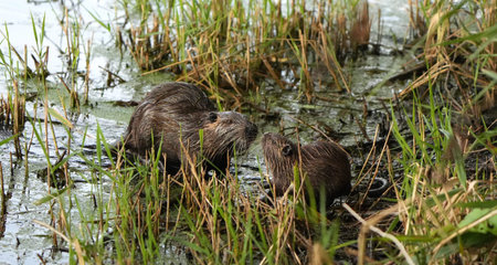 Two wild beavers (lat. Ondatra zibethicus) in the marsh