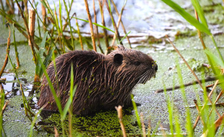 Coypu (Myocastor coypus) in the swamp