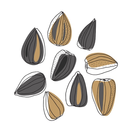 Illustration of sunflower seedsのイラスト素材