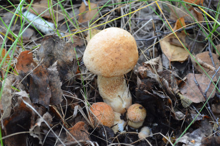 Forest edible mushrooms in the grass