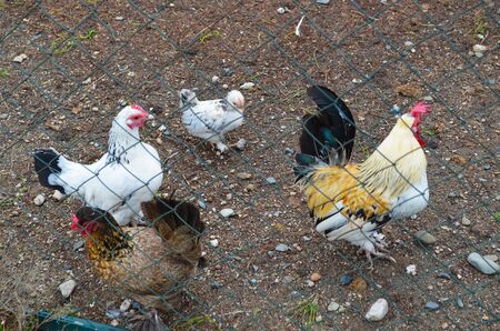 Chickens, cocks in a chicken coop. Poultryの写真素材