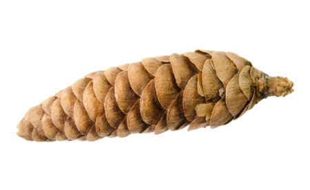 Pine or fir cone close up on a white background. Item for mock up, scene creator and other designの写真素材