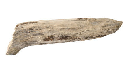 Wooden splinter or piece of bark isolated on white background. Item for mock up, scene creator and other designの写真素材