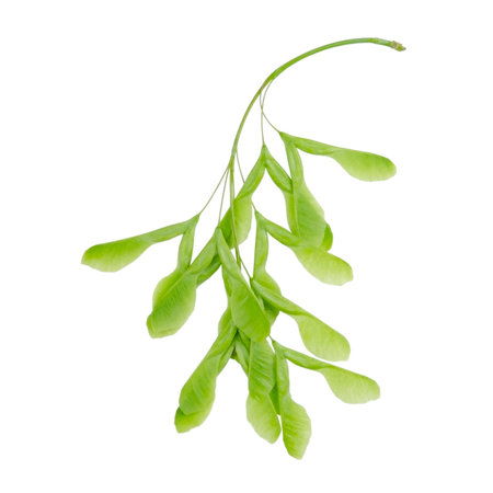 Branch maple wings isolated on a white background without a shadow. Item for packaging, design,...