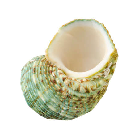 Seashell isolated on a white background without shadow. Item for scene creator.の写真素材