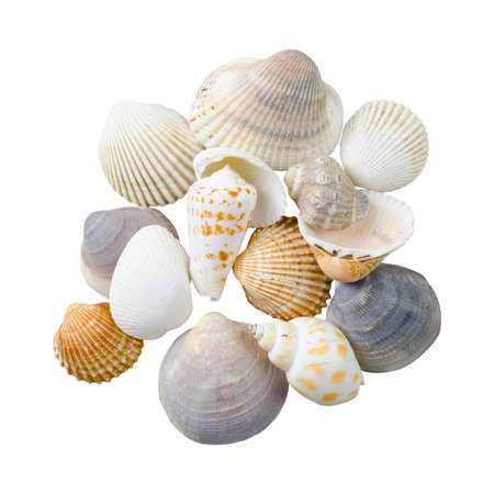 Seashells isolated on white