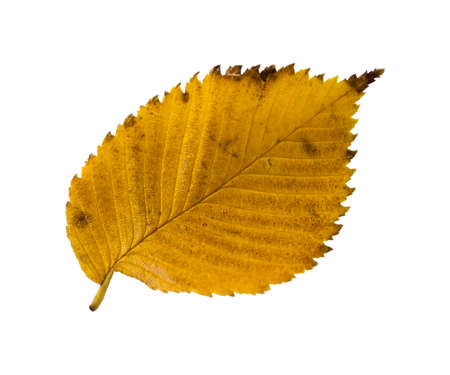 Autumn elm leaf isolated on white backgroundの写真素材