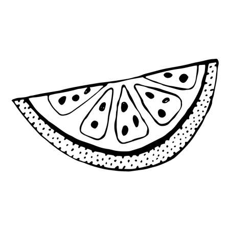 Lemon slice. Hand drawn illustration isolated on white background.のイラスト素材