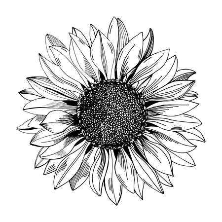 Sunflower. Black and white illustration for packaging, coloring book and designのイラスト素材