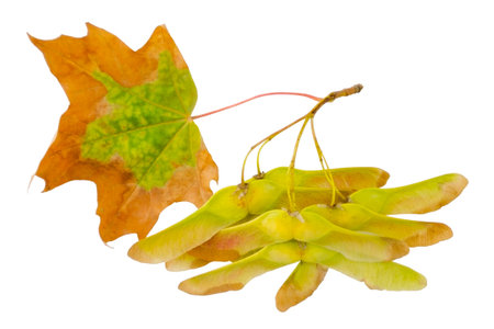 Fall maple branch with leaves isolated on a white background without shadows. Item for scene...