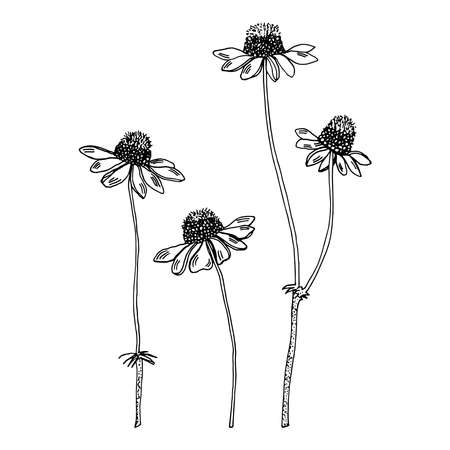 Chamomile flowers. Black and white illustration isolated for packaging, cover and other designのイラスト素材