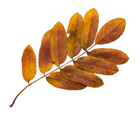 Fall rowan leaf isolated on a white backgroundの写真素材