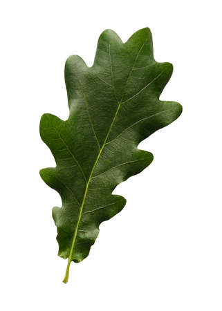 Green oak leaf isolated on a white background.の写真素材