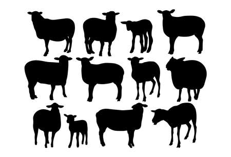 Sheep, black and white illustration. farm animalsのイラスト素材