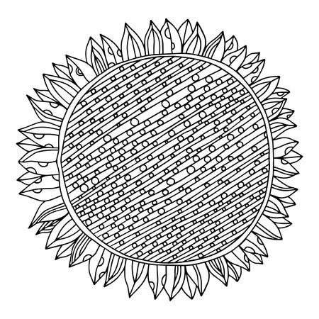 Sunflower black and white illustration for coloring book pageのイラスト素材