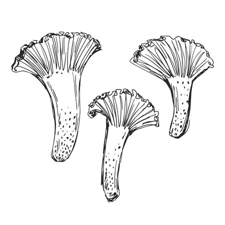 Chanterelle mushrooms sketch vector illustration isolated on white backgroundのイラスト素材
