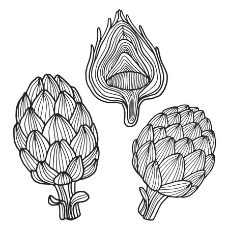 Artichoke vector hand drawn illustrationのイラスト素材