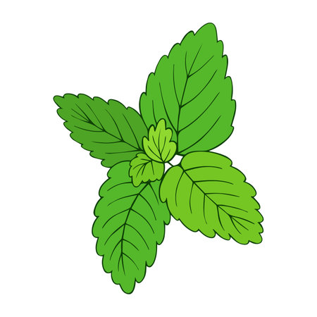 Leaves peppermint color vector illustration for nature projects eco-friendly branding cosmetic and food product packagingのイラスト素材