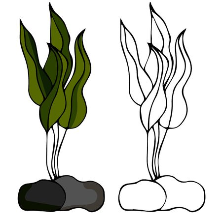 A sketch of aquarium algae. Vector doodle for t-shirt print, logo design. Realistic vector illustration isolated on white background.のイラスト素材