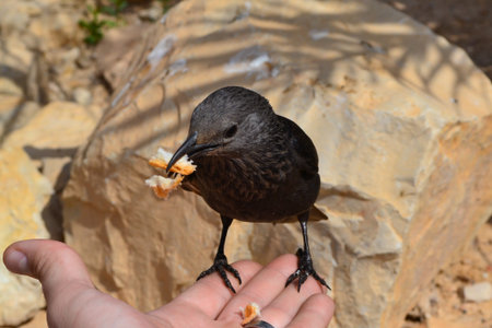 Feeding the bird of Masada